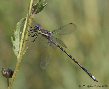 Archilestes grandis, male